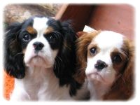 [Rozmiar: 10496 bajt�w]